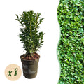 Gewöhnlicher Buchsbaum Buxus sempervirens – Immergrüne Heckenpflanzen – 8 Pflanzen – 1m – 9cm Höhe 20-25cm – Grün – Pflegeleicht – Plant