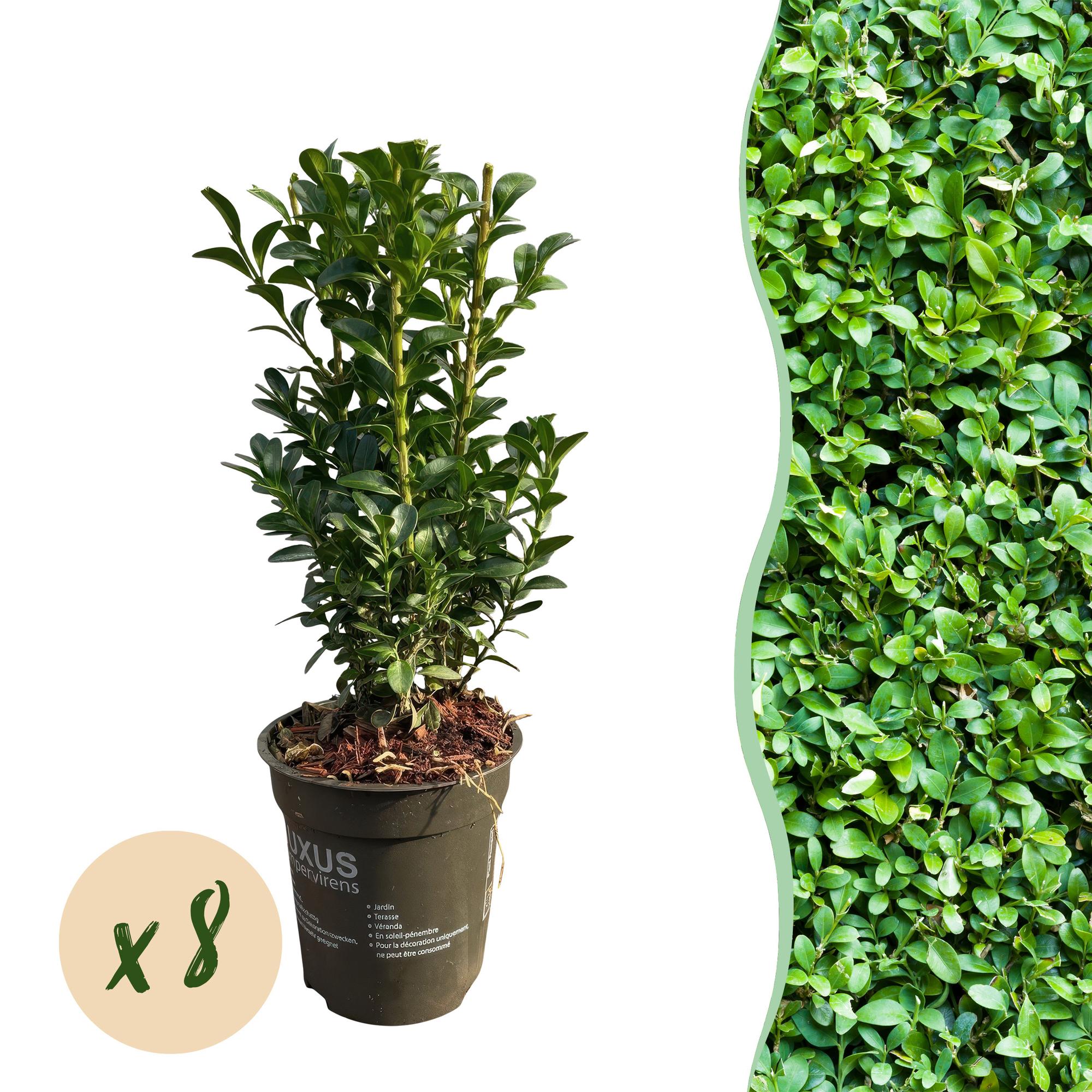 Gewöhnlicher Buchsbaum Buxus sempervirens – Immergrüne Heckenpflanzen – 8 Pflanzen – 1m – 9cm Höhe 20-25cm – Grün – Pflegeleicht – Plant