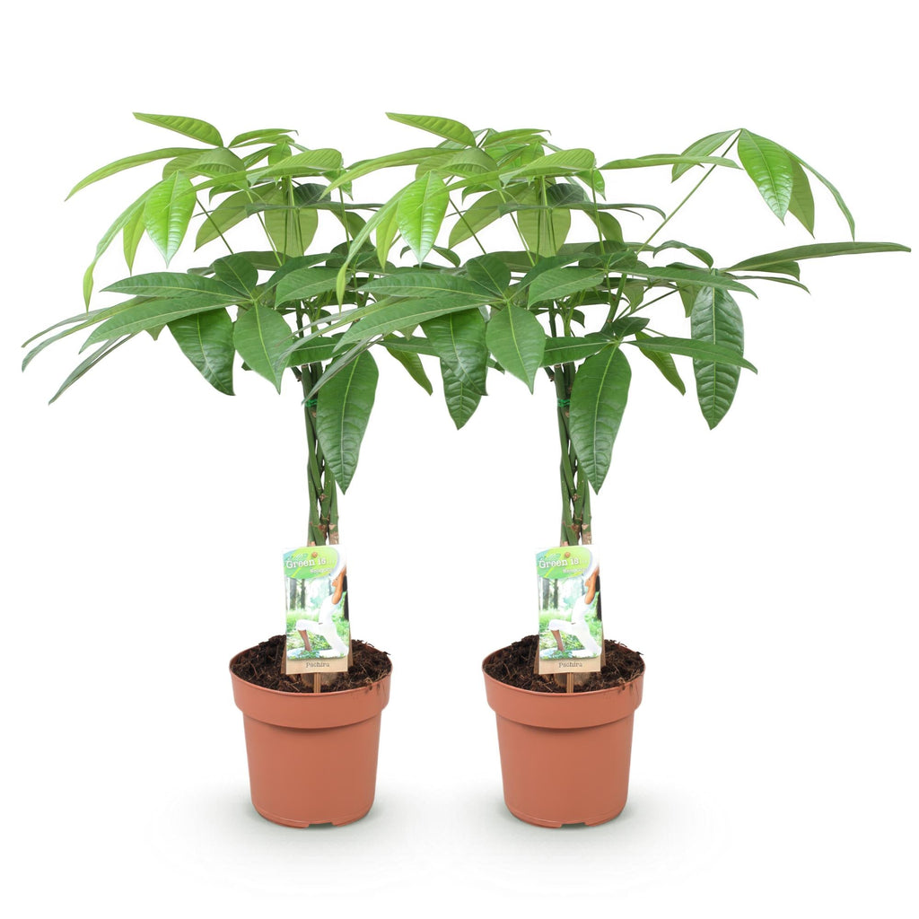 Pachira Aquatica – Geflochtener Stamm – Geldbaum – 2 Pflanzen – 60-70cm – 17cm – Pflegeleichte Zimmerpflanze mit handförmigen Blättern