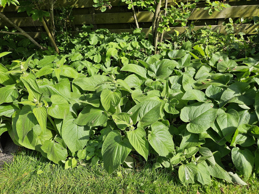 Russel Brandkraut Phlomis russeliana – ↕10-25cm – Ø9cm – Winterhart & Bienenfreundlich – Sommerblüher für Beete & Garten – Plant