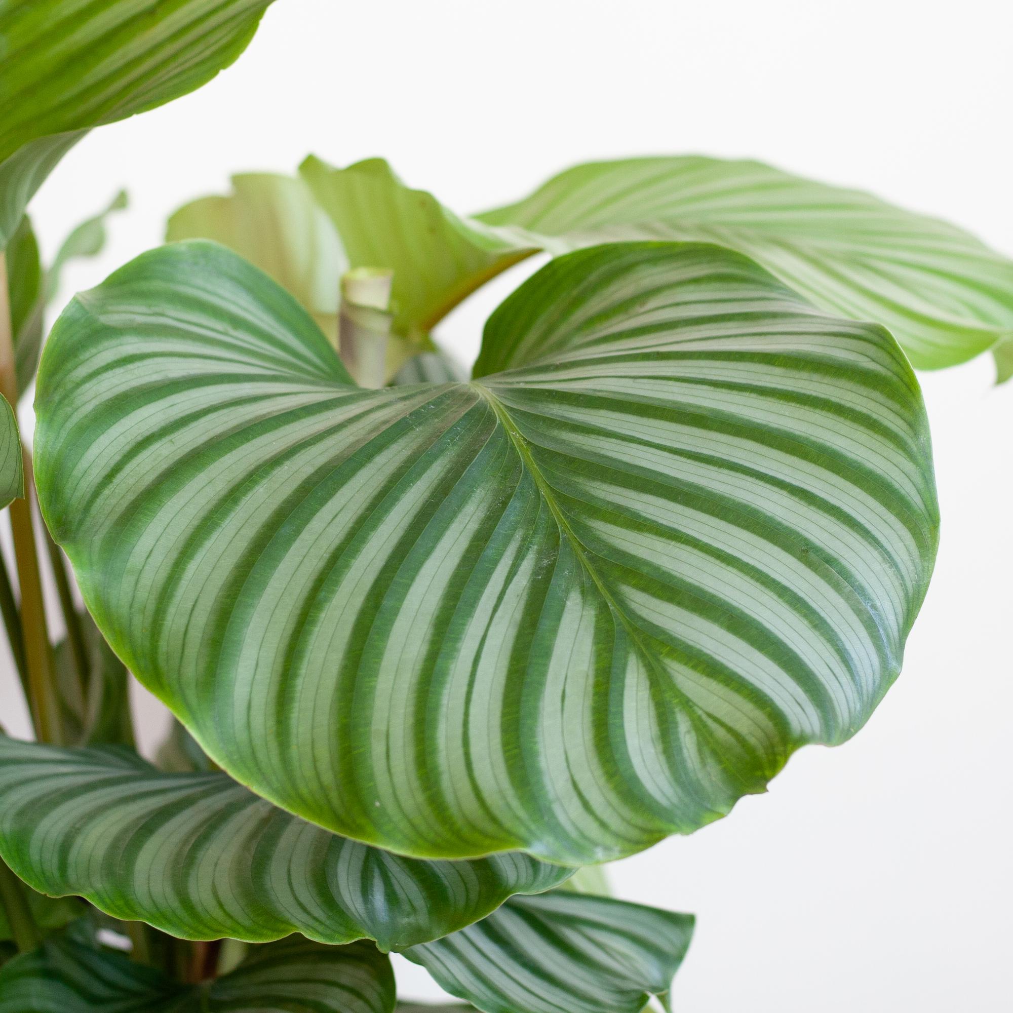 Korbmarante Calathea Orbifolia – Zimmerpflanze 65cm – Ø21cm – Luftreinigend – Inklusive biologisch abbaubarem Viber – Topf Weiß – Plant
