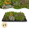 Sedummatte – 4 Vegetationsmatten – Winterharte Bodendeckerpflanzen aus 10 Sedum – Sorten – Maße 50x30cm – Pflegeleicht & wetterbeständig – Plant