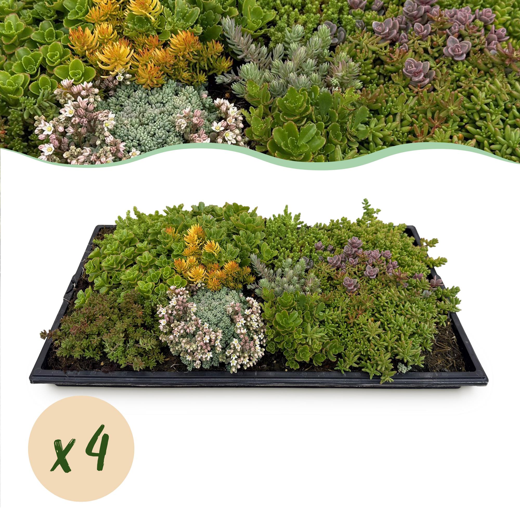 Sedummatte – 4 Vegetationsmatten – Winterharte Bodendeckerpflanzen aus 10 Sedum – Sorten – Maße 50x30cm – Pflegeleicht & wetterbeständig – Plant