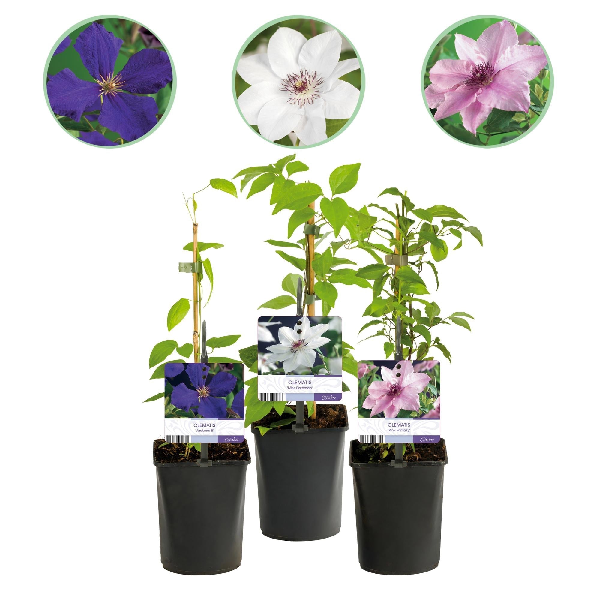 Kletterpflanze Clematis Tricolour – Mehrfarbige Blüten Rosa Weiß Lila – Wenig Pflege – 3 Pflanzen – 11cm Höhe 40cm – Für Garten, Balkon & Pergolen – Plant