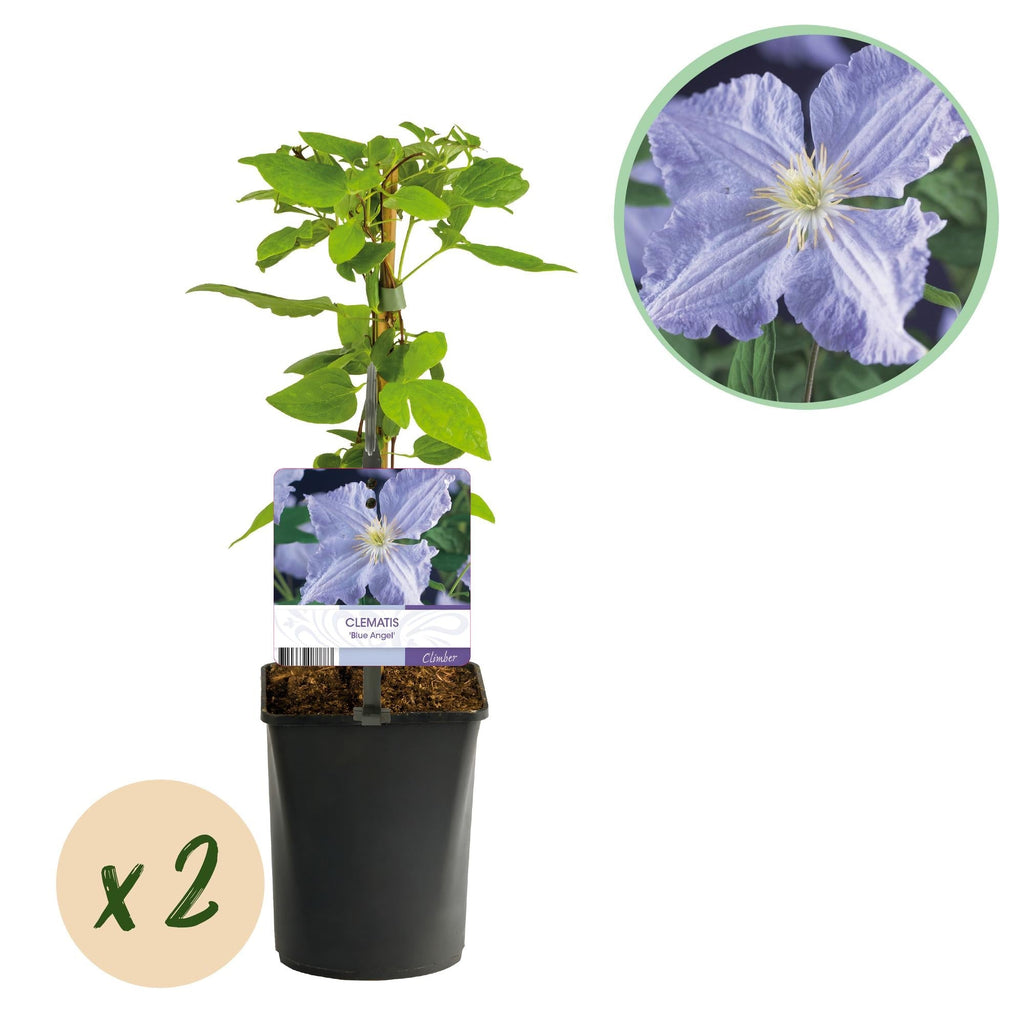 Clematis 'Blue Angel' – 2er Set – Kletterpflanze mit hellblauen Blüten – Ø11cm – Höhe ca. 40cm – Pflegeleicht – Blüht Frühling bis Sommer – Plant