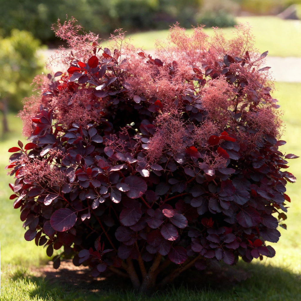 Cotinus coggygria Lilla – 12cm – Höhe ca. 35cm – Purpurrotes Laub & lila Sommerblüte – Plant