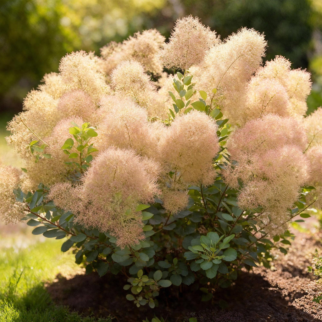 Cotinus coggyria Young Lady – 12cm – Höhe ca. 35cm – Rosa Sommerblüte & grünes Laub – Plant