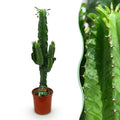 Wolfsmilchkaktus Euphorbia Eritrea – Afrikanischer Milchbaum – 70cm – 19cm – Pflegeleichte Sukkulente mit markanten Stängeln – Robuste Zimmerpflanze – Plant