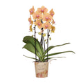 Phalaenopsis Orchidee Sunny Bunny – Ø12cm – Gelb – Rosa blühende Zimmerpflanze – Niagara Fall Kollektion – Blühende Orchidee frisch vom Züchter – Plant