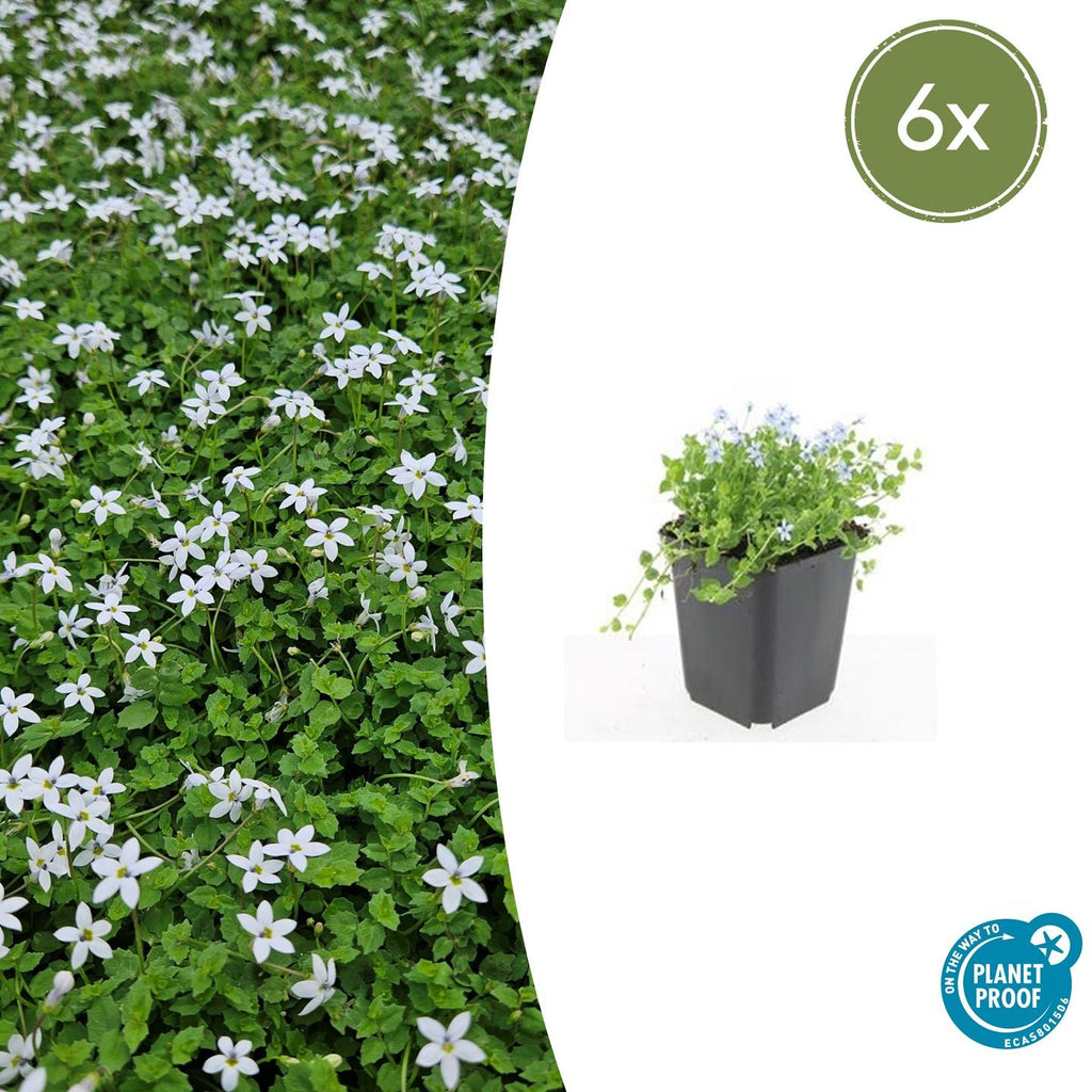 Weißer Bubikopf Isotoma fluviatilis 'Alba' – ↕10-25cm – Ø9cm – Bodendecker, Winterhart, Pflegeleicht, Weiße Blüten, Halbschatten geeignet – Plant