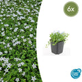 Weißer Bubikopf Isotoma fluviatilis 'Alba' – ↕10-25cm – Ø9cm – Bodendecker, Winterhart, Pflegeleicht, Weiße Blüten, Halbschatten geeignet – Plant