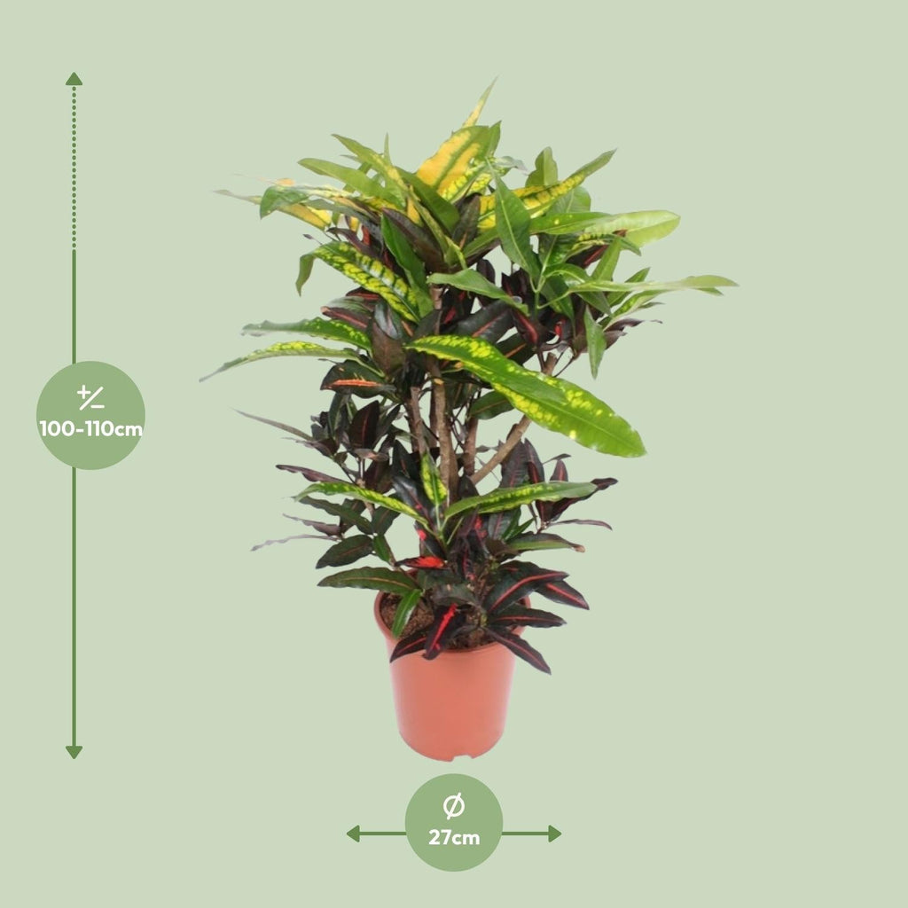 Wunderstrauch – Codiaeum Mango Croton – Zimmerpflanze – Ø27cm – ↕110cm – Farbstarkes Laub in Gelb, Rot & Grün – Plant
