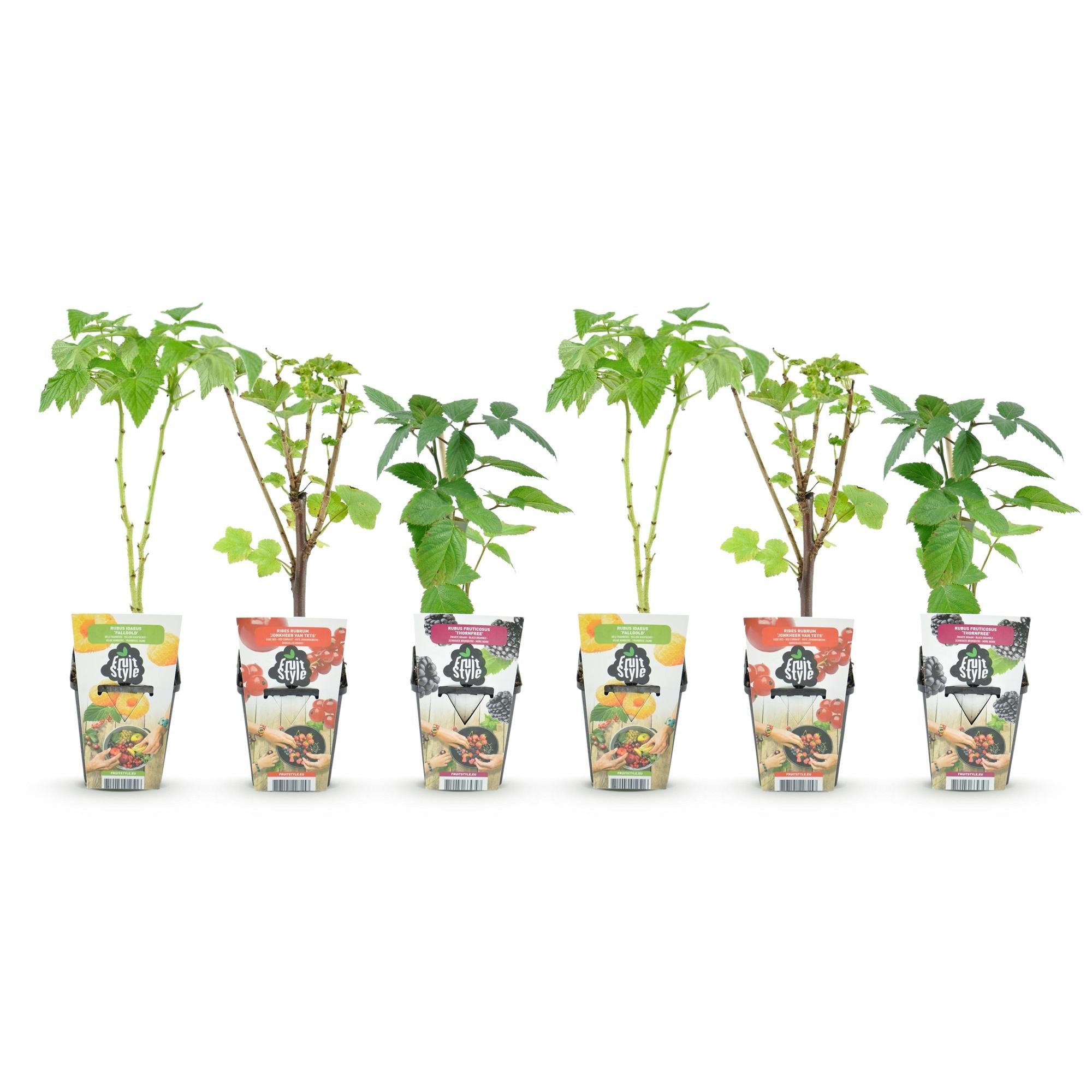 Obstpflanzen Set winterhart 6 Pflanzen Höhe 30cm Ø9cm – Rote Johannisbeere Gelbe Himbeere Schwarze Brombeere – Für Garten Beet Balkon & Terrasse
