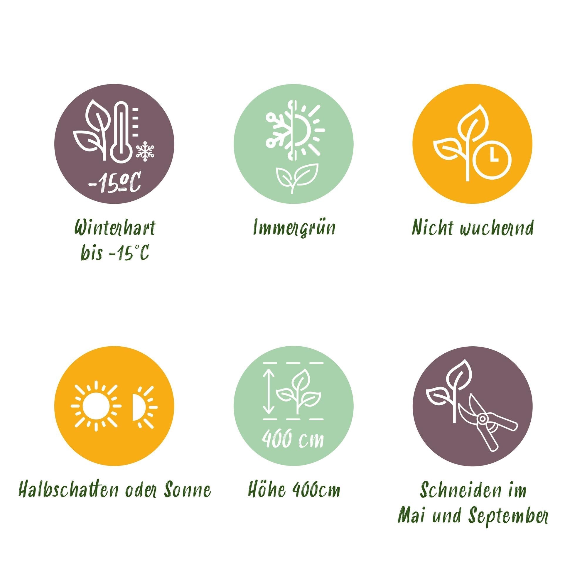 Ovalblättriger Liguster Ligustrum ovalifolium – Immergrün – Heckenpflanze – Blatt Grün – 6 Pflanzen – 1m laufend – Pflegeleicht – 17cm Höhe 55cm – Plant