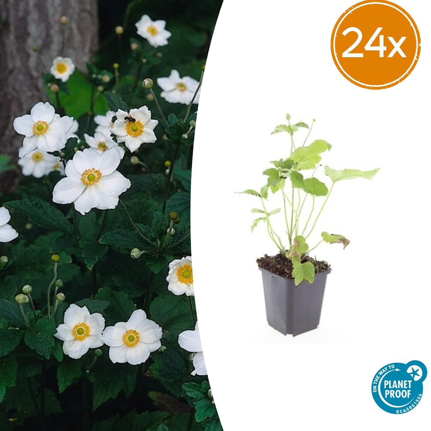 Japan – Herbst – Anemone hyb. 'Honorine Jobert' – ↕10-25cm – Ø9cm – Herbstblüher – Pflegeleicht – Sonne & Halbschatten – Plant