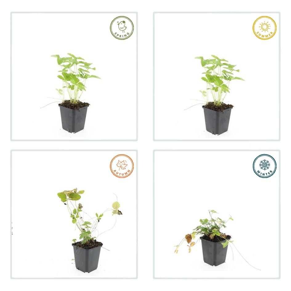 Wald – Erdbeere – Fragaria vesca – ↑10-25cm – Ø9cm – Bodendecker & Früchte, pflegeleicht, süße essbare Beeren – Plant