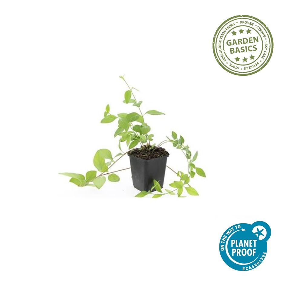 Großblättriges Immergrün Vinca major 'Alba' – Bodendecker – Ø9cm – ↕10-25cm – Weiße Blüten – pflegeleicht – Plant
