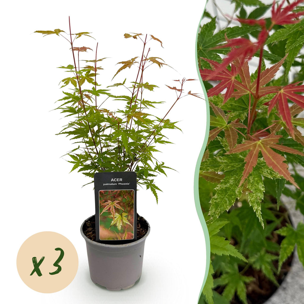 Acer palmatum Phoenix – 3 Pflanzen – 12cm – Höhe ca. 35cm – Laubabwerfender Japanischer Ahorn mit rosa Frühlingsflor & rot – grünem Laub