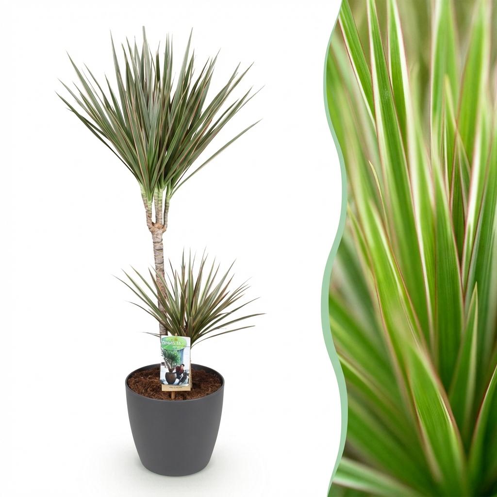 Dracaena Marginata Bicolor Drachenbaum Zimmerpflanze mit grauem Topf Ø21cm Höhe 90-100cm Pflegeleicht große Grünpflanze für Zimmer & Büro Raumdeko