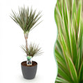 Dracaena Marginata Bicolor Drachenbaum Zimmerpflanze mit grauem Topf Ø21cm Höhe 90-100cm Pflegeleicht große Grünpflanze für Zimmer & Büro Raumdeko