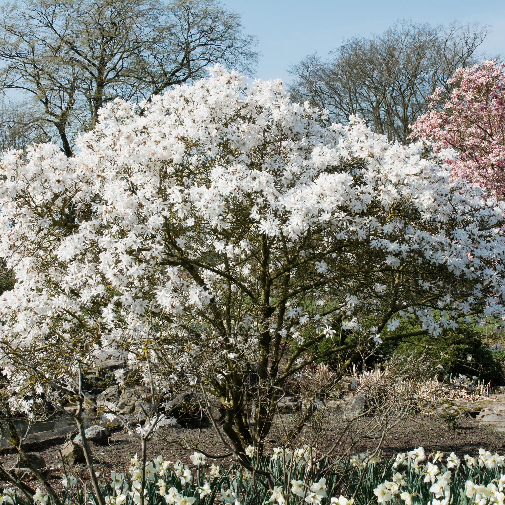 Stern – Magnolie Magnolia Stellata – Strauch – Blüte Weiß – Laubabwerfend – Frühjahrsblüher – Pflegeleicht – 17cm Höhe 45cm – Für Garten & Terrass – Plant