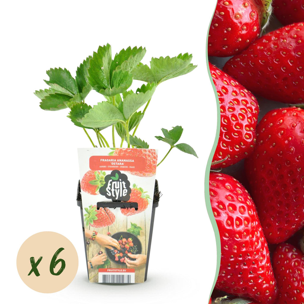 Erdbeere Fragaria Elsanta winterhart Höhe 30cm Ø9cm – Rote Erdbeere für Beet Balkon & Topf – Ertragreiche Obstpflanze mit süßem Aroma
