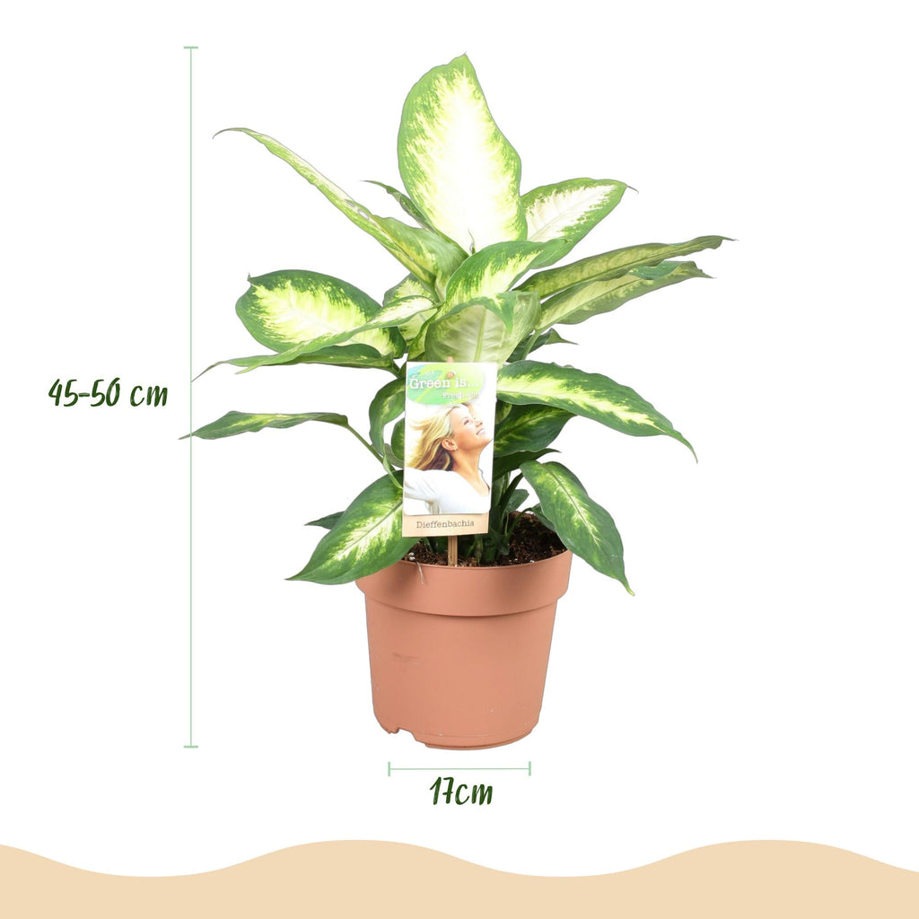 Dieffenbachia Camilla – 17cm – Höhe 45-50cm – Pflegeleichte bunt gemusterte Zimmerpflanze für Wohnzimmer, Büro und schattige Innenräume – Plant