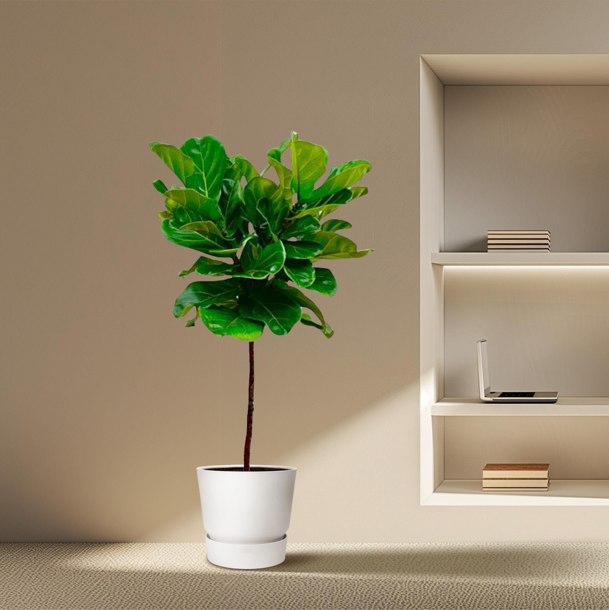 Ficus Lyrata – Geigenfeige – ca. 130cm hoch – Ø24cm – Zimmerpflanze mit Stamm – Groß, dekorativ & luftreinigend – Für Wohnzimmer, Büro & Wintergarten – Plant