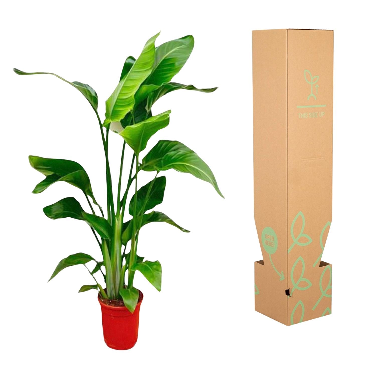 Strelitzia Nicolai – Paradiesvogelblume – Zimmerpflanze 70-90cm – Ø17cm – Tropische Grünpflanze für Wohnzimmer & Büro – Exotisch & pflegeleicht – Plant