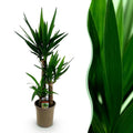 Palmlilie Yucca Elephantipes – 100cm – 21cm – Pflegeleichte Palmlilie mit langen, spitzen Blättern – Plant