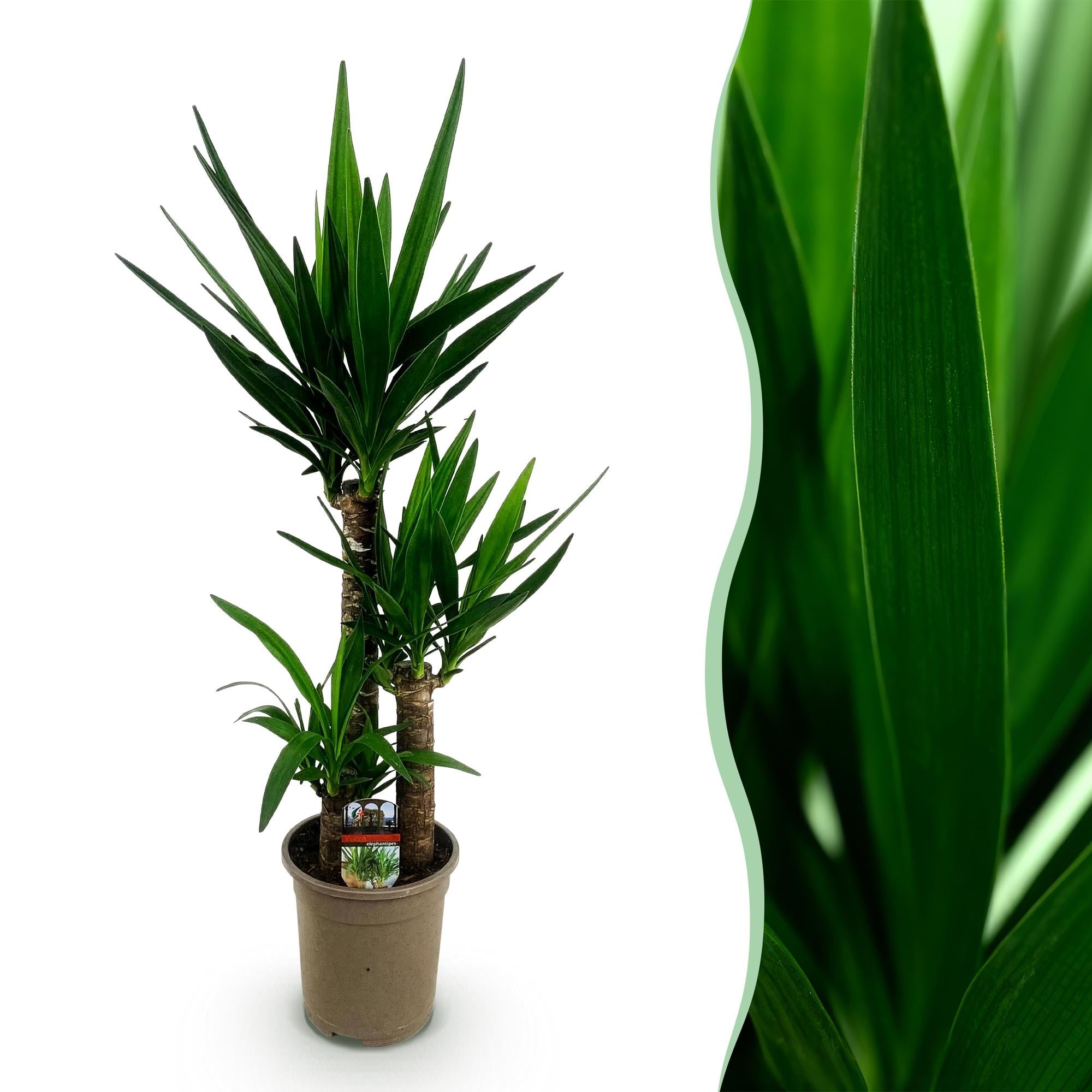 Palmlilie Yucca Elephantipes – 100cm – 21cm – Pflegeleichte Palmlilie mit langen, spitzen Blättern – Plant