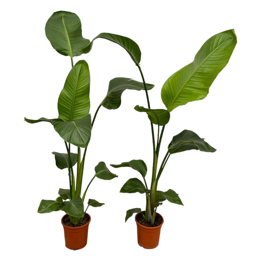 Weißer Paradiesvogel – Strelitzia Nicolai – Zimmerpflanze – Ø17cm – ca. 100cm hoch – Exotisches Grün für Innenräume – 2 Pflanzen – Plant