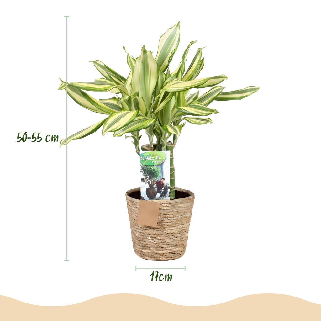 Dracaena fragrans Diamond Dream – 50-55cm – 17cm inkl. Naturkorb – Pflegeleichter Drachenbaum – Plant