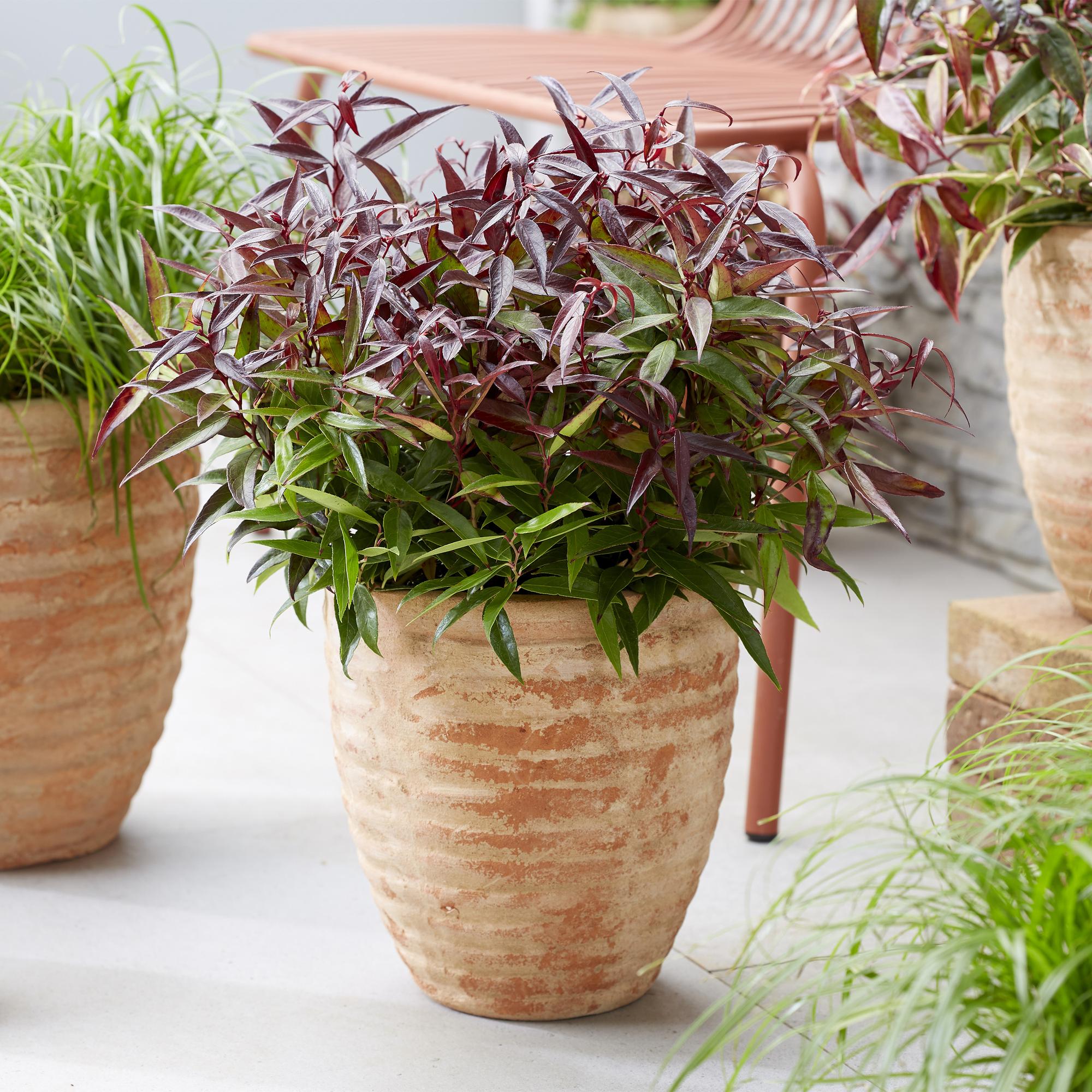 Traubenheide Leucothoe Burning Love – 2 Pflanzen 17cm Höhe ca.45cm – Immergrün & farbintensiv – Rotes Laub – Pflegeleichter dekorativer Zierstrauch