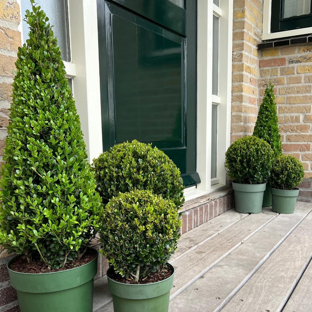 Stechpalme Ilex crenata Pyramide – ↕55cm – Ø21cm – Immergrüner, winterharter Buchsbaum – Ersatz für Garten, Terrasse & Topf – Plant