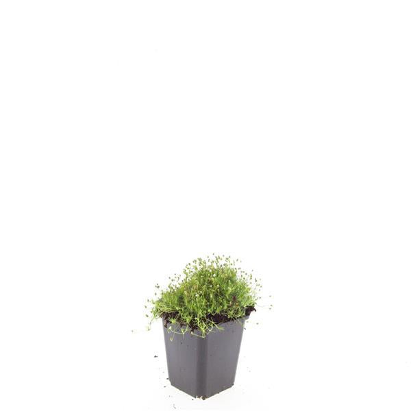 Sagina subulata Irisches Moos – Bodendecker Set Ø9cm – Immergrün & trittfest – Pfriemen Mastkraut für Fugen, Steingarten & Rasenersatz – Plant
