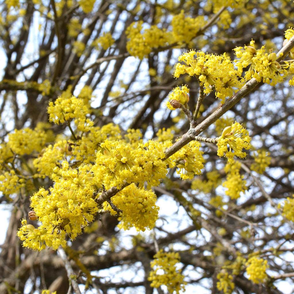 Kornelkirsche Cornus mas – 3 Pflanzen – 12cm – Höhe ca. 35cm – Laubabwerfender Hartriegel mit gelben Frühjahrsblüten & essbaren Früchten
