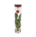 Clusia im Glasröhrchen mit Herzanhänger – Mix in Tube Glas + Jewel – Ø7cm – ↕15cm – Stilvolle Zimmerpflanze im Glas – Perfekte Geschenkidee – Plant