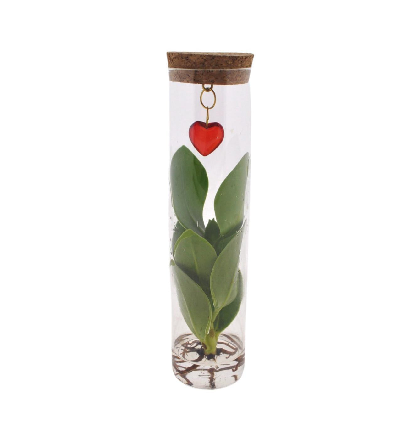 Clusia im Glasröhrchen mit Herzanhänger – Mix in Tube Glas + Jewel – Ø7cm – ↕15cm – Stilvolle Zimmerpflanze im Glas – Perfekte Geschenkidee – Plant