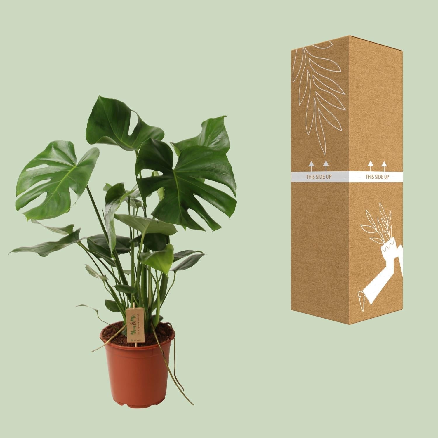 Monstera Deliciosa – Schweizer Käsepflanze – Zimmerpflanze ca. 60cm hoch – Ø21cm – Tropische Blattschmuckpflanze mit Luftreinigender Wirkung – Pflegeleicht & dekorativ – Plant