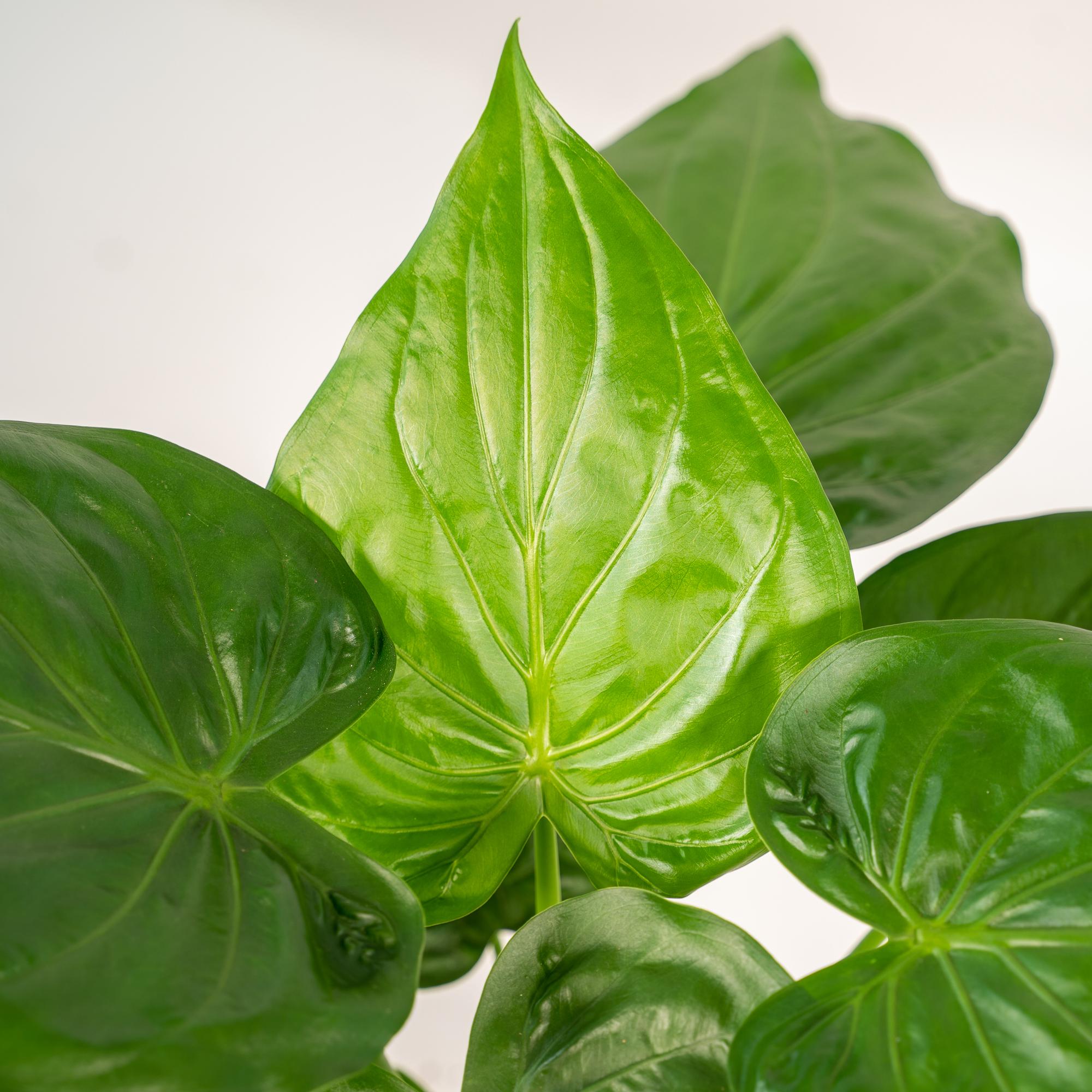 Alocasia Cucullata – Pfeilblatt – Zimmerpflanze – Ø19cm – ↕65cm – inkl. Naturkorb – Elefantenohr – Luftreinigend – Tropisches Flair – Plant