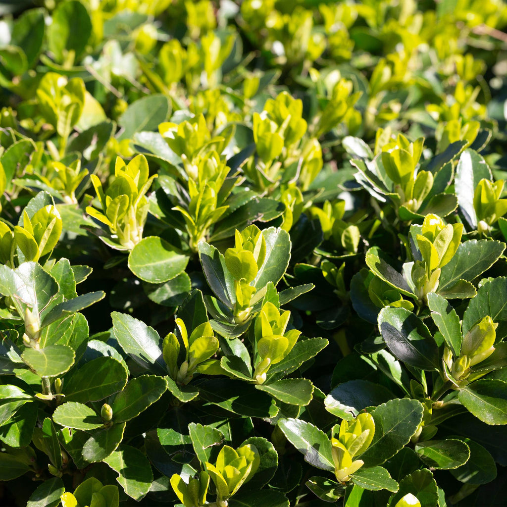 Japanischer Spindelstrauch Euonymus japonicus Green Spire – Heckenpflanze – Blatt Grün – 6 Pflanzen – 1 Meter – Immergrün – 17cm Höhe 40cm – Plant