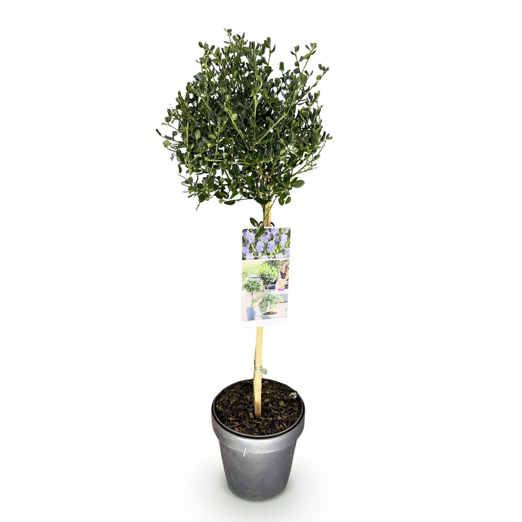 Säckelblume Ceanothus impressus Victoria Ø19cm Höhe90cm – Immergrüne Terrassenpflanze mit lila Blüten – Winterharter Zierstrauch für Balkon & Garten – Plant
