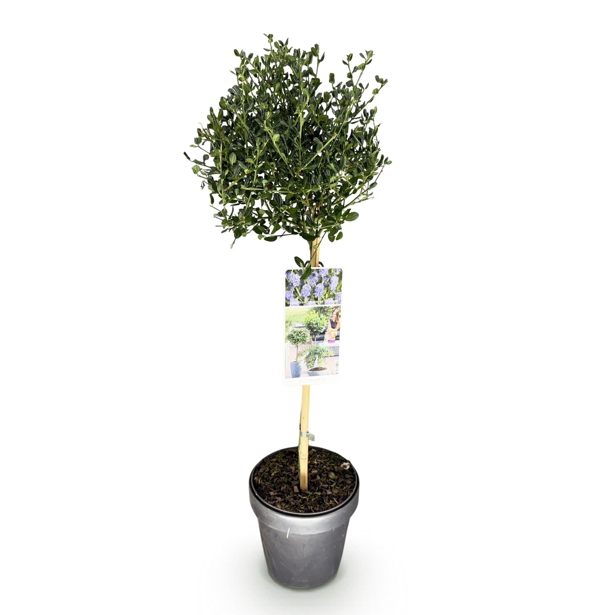 Säckelblume Ceanothus impressus Victoria Ø19cm Höhe90cm – Immergrüne Terrassenpflanze mit lila Blüten – Winterharter Zierstrauch für Balkon & Garten – Plant