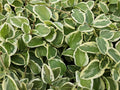 Kleines Immergrün Vinca major 'Variegata' – ↕10-25cm – Ø9cm – Bodendecker – Wintergrün – Schattentauglich – Unterpflanzung – Plant