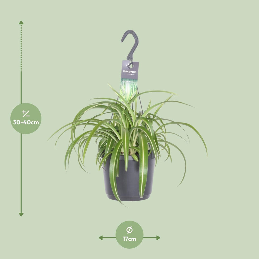 Chlorophytum Comosum 'Bonnie' Grünlilie – Ø17cm Höhe ca. 35cm – Pflegeleichte Zimmerpflanze mit geschwungenen Blättern – Plant
