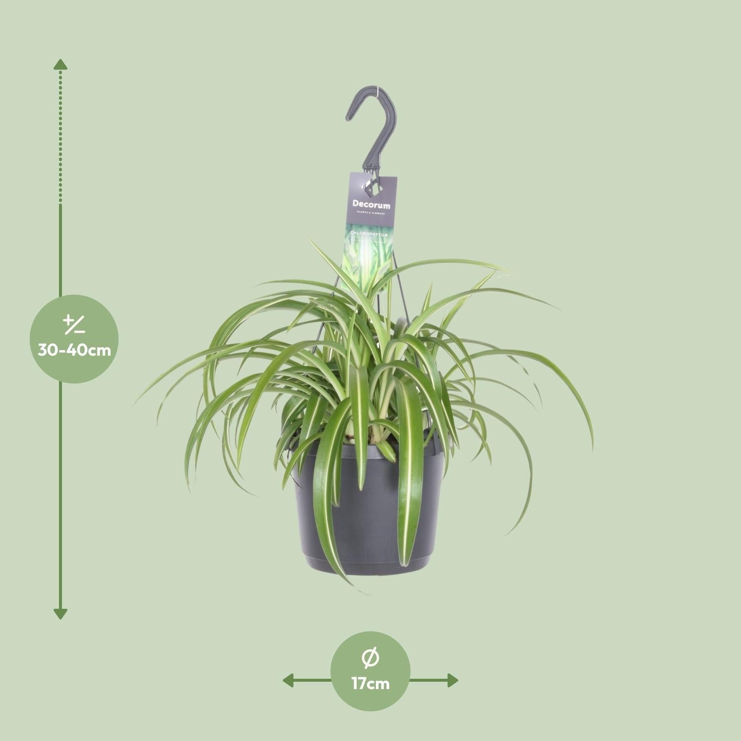 Chlorophytum Comosum 'Bonnie' Grünlilie – Ø17cm Höhe ca. 35cm – Pflegeleichte Zimmerpflanze mit geschwungenen Blättern – Plant