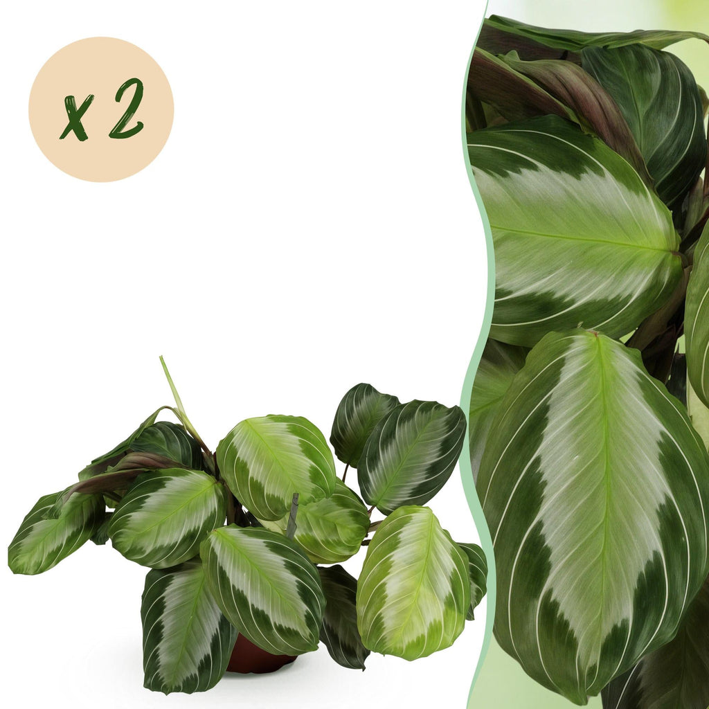 Maranta Fascinator Silverband – 2 Zimmerpflanzen – Ø12cm Höhe 30-35cm – Pfeilwurz Gebetskraut mit silberner Blattzeichnung