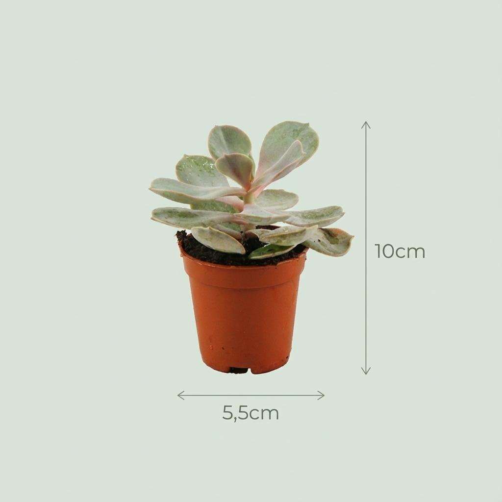 Mini Sukkulenten Mix Ø5,5cm Höhe5-10cm – Pflegeleichte Mini – Sukkulenten mit fleischigen Blättern – Plant