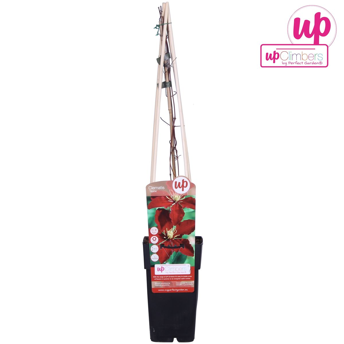 Clematis Niobe – Rote Blüten – Kletterpflanze – Ca. 65cm hoch – Ø15cm – Reichblühend & winterhart – Für Spalier, Zaun & Kübel – Plant